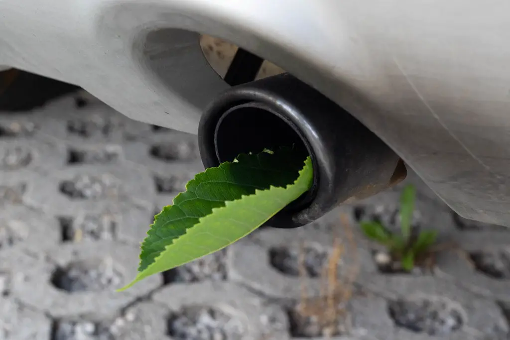 Leaf in Exhaust Port | Rational Motoring